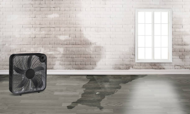 Best Mold removal after water damage  in Teviston, CA